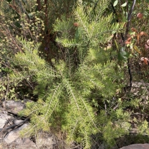 Persoonia linearis at Genoa, VIC - 13 Sep 2023 10:50 AM