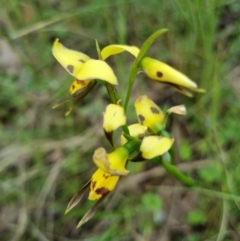 Diuris sulphurea (Tiger Orchid) at Kosciuszko National Park - 2 Nov 2022 by jpittock