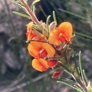 Dillwynia sericea at Genoa, VIC - 13 Sep 2023 10:52 AM