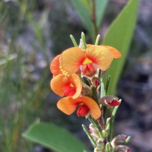 Dillwynia sericea at Genoa, VIC - 13 Sep 2023