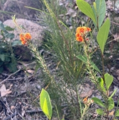 Dillwynia sericea at Genoa, VIC - 13 Sep 2023