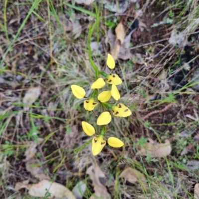 Diuris sulphurea (Tiger Orchid) at Byadbo Wilderness, NSW - 3 Nov 2022 by jpittock