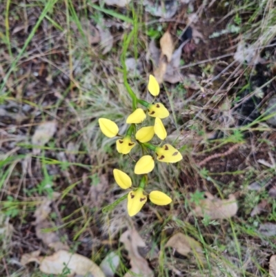 Diuris sulphurea (Tiger Orchid) at Kosciuszko National Park - 2 Nov 2022 by jpittock