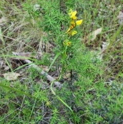 Diuris sulphurea (Tiger Orchid) at Byadbo Wilderness, NSW - 2 Nov 2022 by jpittock