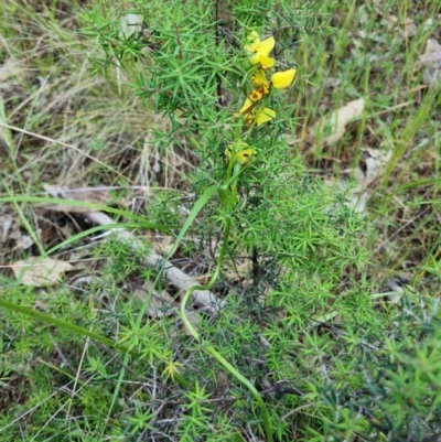Diuris sulphurea (Tiger Orchid) at Byadbo Wilderness, NSW - 3 Nov 2022 by jpittock