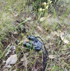 Diuris sulphurea (Tiger Orchid) at Kosciuszko National Park - 2 Nov 2022 by jpittock