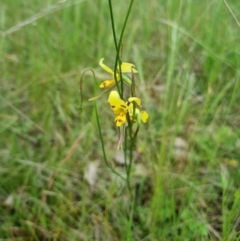 Diuris sulphurea (Tiger Orchid) at Byadbo Wilderness, NSW - 3 Nov 2022 by jpittock