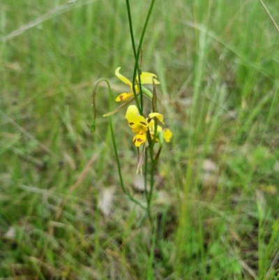 Diuris sulphurea (Tiger Orchid) at Byadbo Wilderness, NSW - 2 Nov 2022 by jpittock