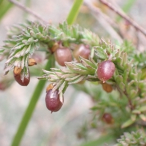 Rhytidosporum procumbens at Genoa, VIC - 13 Sep 2023