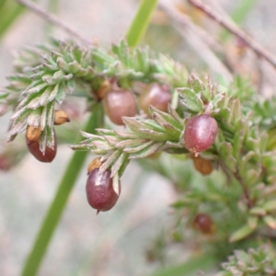 Rhytidosporum procumbens (White Marianth) at Genoa, VIC - 13 Sep 2023 by AnneG1