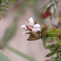 Rhytidosporum procumbens at Genoa, VIC - 13 Sep 2023 11:02 AM