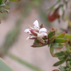 Rhytidosporum procumbens at Genoa, VIC - 13 Sep 2023