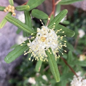 Phebalium squamulosum (Scaly Phebalium) at Genoa, VIC by AnneG1