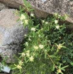 Phebalium squamulosum at Genoa, VIC - 13 Sep 2023 11:14 AM