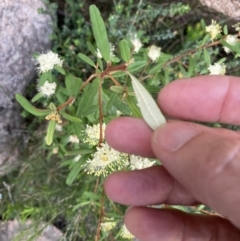 Phebalium squamulosum at Genoa, VIC - 13 Sep 2023 11:14 AM