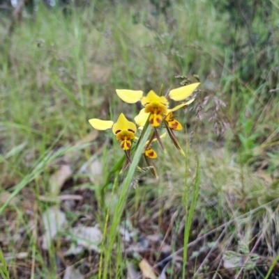 Diuris sulphurea (Tiger Orchid) at Kosciuszko National Park - 2 Nov 2022 by jpittock