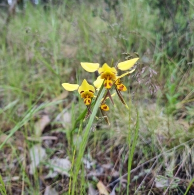 Diuris sulphurea (Tiger Orchid) at Byadbo Wilderness, NSW - 2 Nov 2022 by jpittock