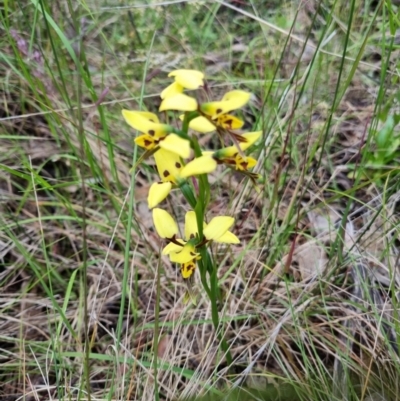 Diuris sulphurea (Tiger Orchid) at Byadbo Wilderness, NSW - 2 Nov 2022 by jpittock