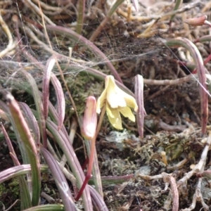 Dockrillia striolata at Genoa, VIC - 13 Sep 2023