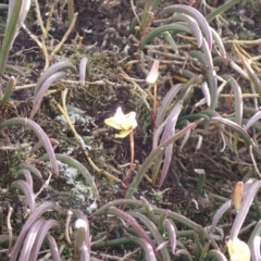 Dockrillia striolata at Genoa, VIC - suppressed