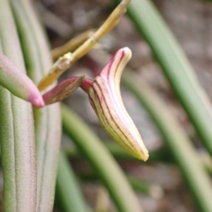 Dockrillia striolata at Genoa, VIC - 13 Sep 2023