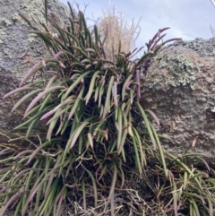 Dockrillia striolata at Genoa, VIC - 13 Sep 2023