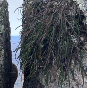 Dockrillia striolata at Genoa, VIC - suppressed