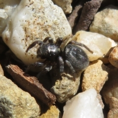 Unidentified Jumping or peacock spider (Salticidae) at Acton, ACT - 15 Sep 2023 by Christine