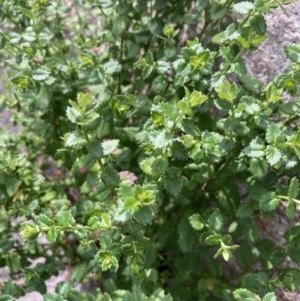 Gonocarpus teucrioides at suppressed by AnneG1