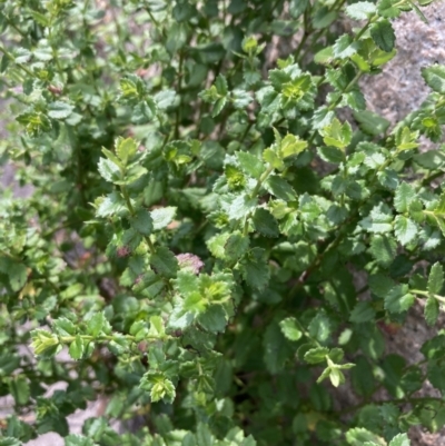 Unidentified Other Wildflower or Herb at Genoa, VIC - 13 Sep 2023 by AnneG1