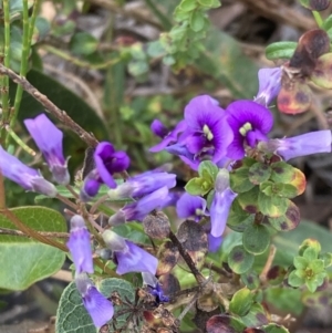 Hardenbergia violacea at Genoa, VIC - 13 Sep 2023