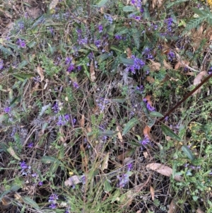 Hardenbergia violacea at Genoa, VIC - 13 Sep 2023