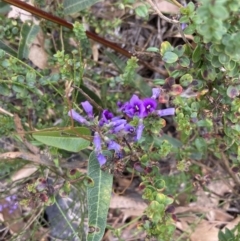 Hardenbergia violacea at Genoa, VIC - 13 Sep 2023