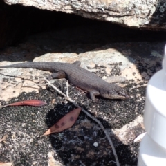 Egernia saxatilis intermedia (Black Rock Skink) at Genoa, VIC - 13 Sep 2023 by AnneG1