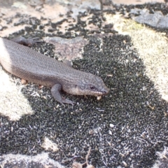 Egernia saxatilis intermedia at Genoa, VIC - 13 Sep 2023 01:22 PM