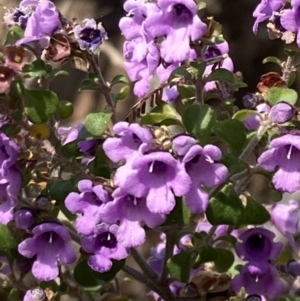 Prostanthera rotundifolia at Genoa, VIC - 13 Sep 2023