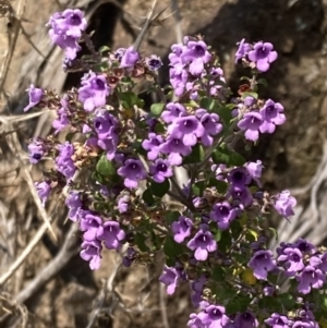 Prostanthera rotundifolia at Genoa, VIC - 13 Sep 2023