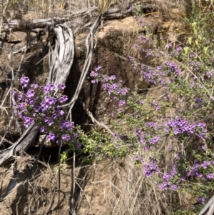 Prostanthera rotundifolia at Genoa, VIC - 13 Sep 2023