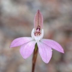 Caladenia fuscata (Dusky Fingers) at Genoa, VIC - 13 Sep 2023 by AnneG1