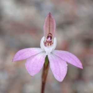 Caladenia fuscata at Genoa, VIC - 13 Sep 2023