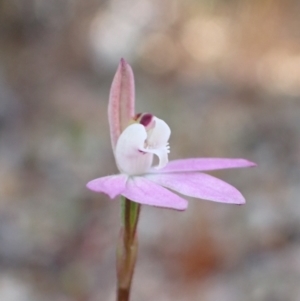 Caladenia fuscata at Genoa, VIC - 13 Sep 2023