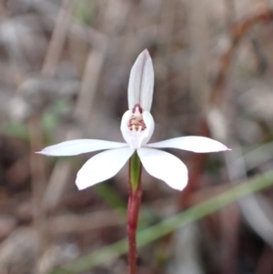 Caladenia fuscata at Genoa, VIC - 13 Sep 2023