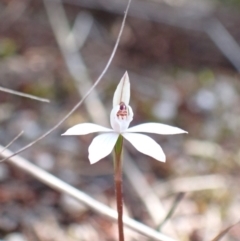 Caladenia fuscata at Genoa, VIC - 13 Sep 2023