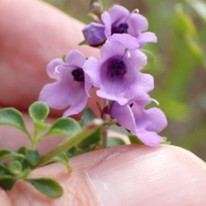 Prostanthera rotundifolia at Genoa, VIC - 13 Sep 2023