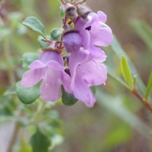 Prostanthera rotundifolia at Genoa, VIC - 13 Sep 2023