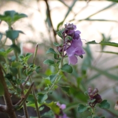 Prostanthera rotundifolia at Genoa, VIC - 13 Sep 2023 01:52 PM