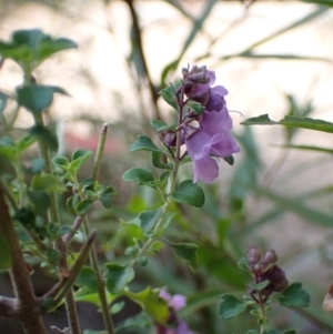 Prostanthera rotundifolia at Genoa, VIC - 13 Sep 2023