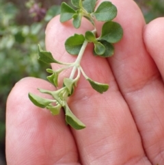 Prostanthera rotundifolia at Genoa, VIC - 13 Sep 2023