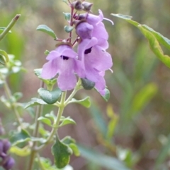Prostanthera rotundifolia at Genoa, VIC - 13 Sep 2023 01:52 PM