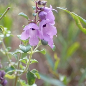 Prostanthera rotundifolia at Genoa, VIC - 13 Sep 2023 01:52 PM